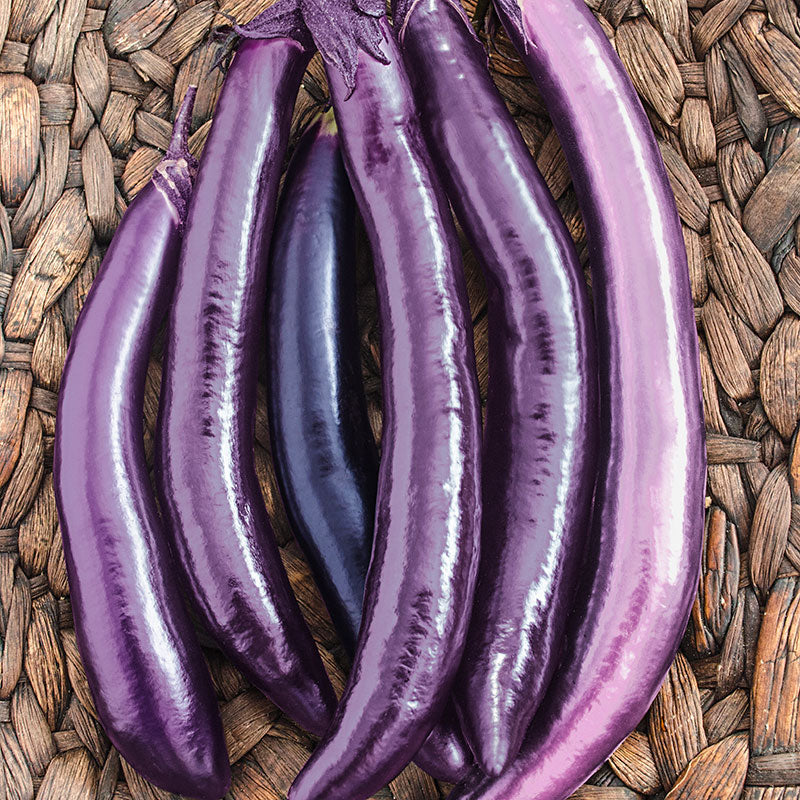 Eggplant Seedling