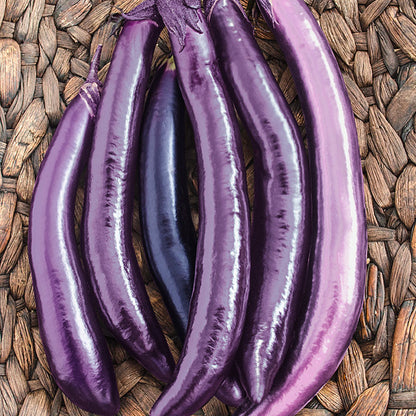 Eggplant Seedling