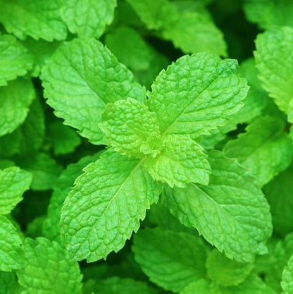 Peppermint