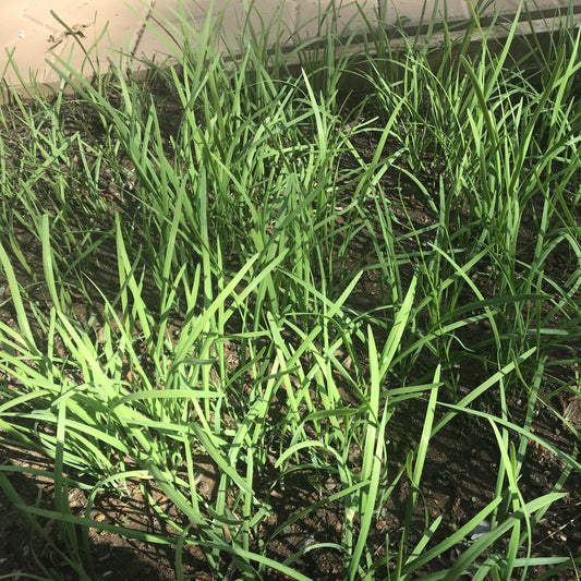 Chinese Chives （韭菜）