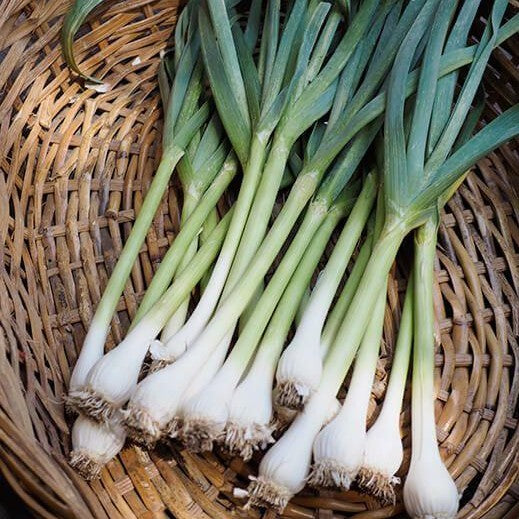 Baby Green Garlic