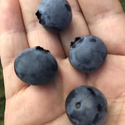 Blueberries