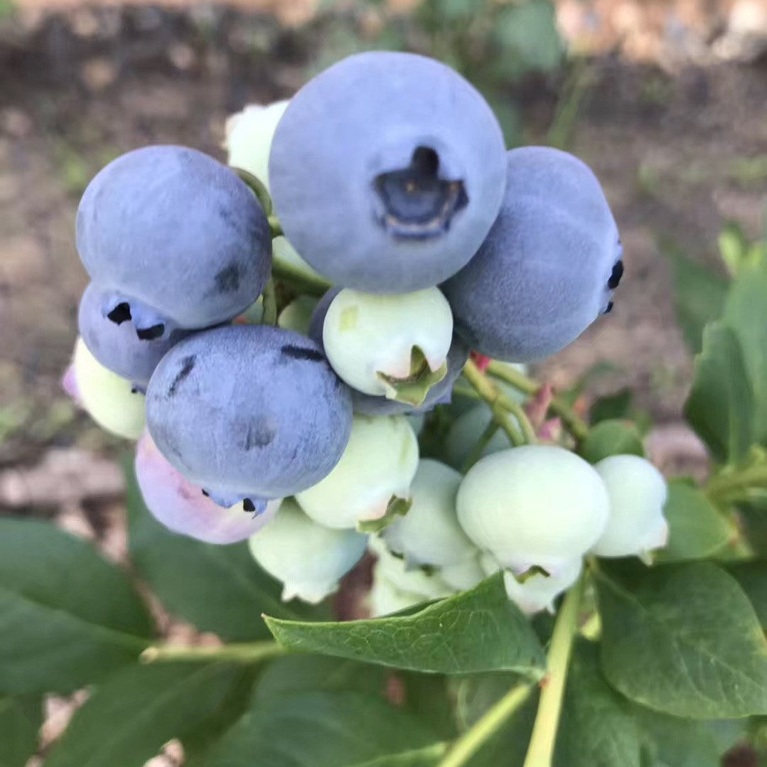 Blueberries