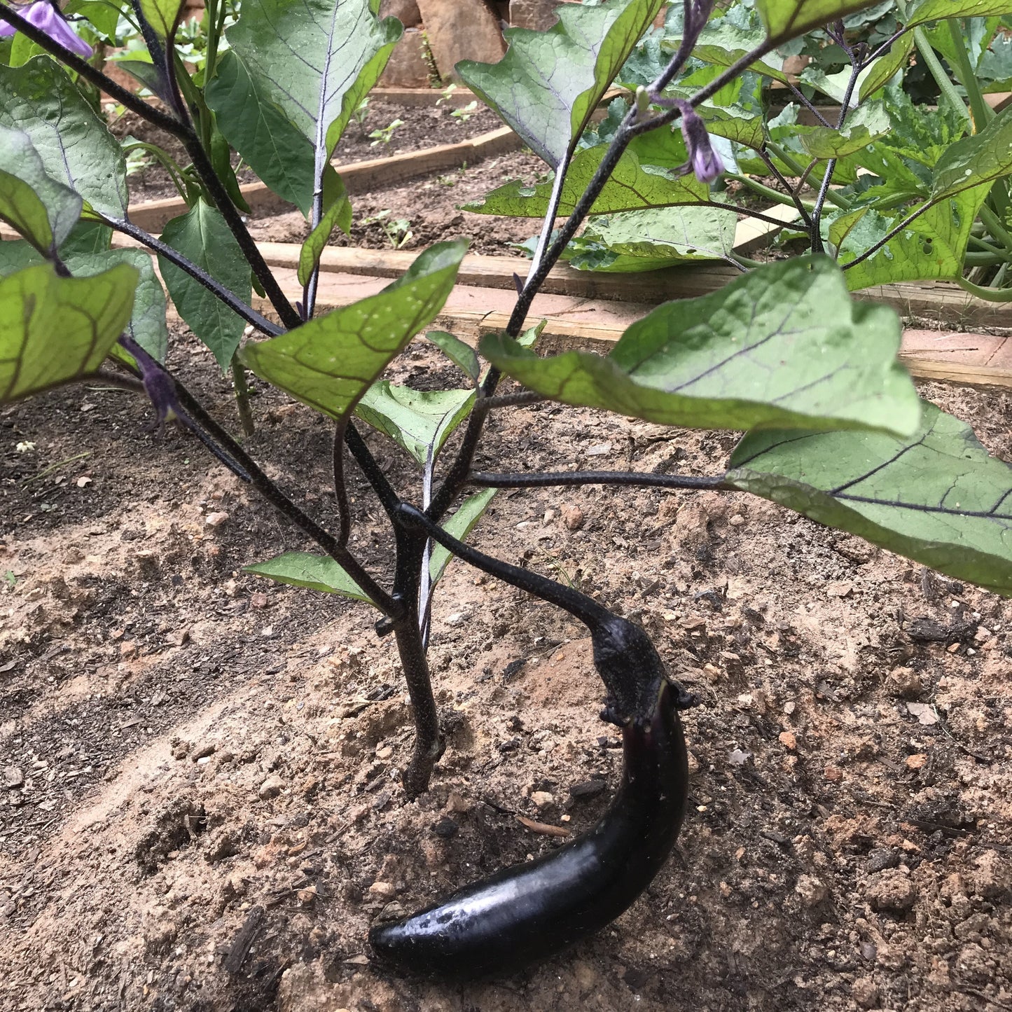 Eggplant