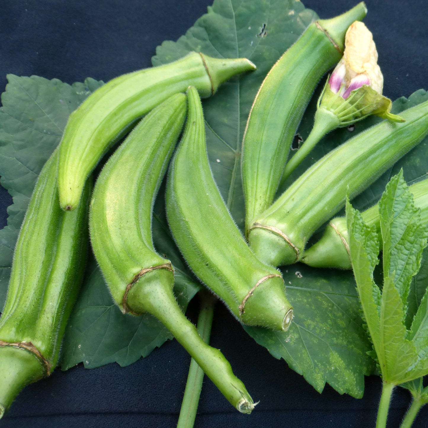 Okra Seedling