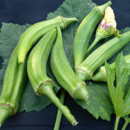 Okra Seedling