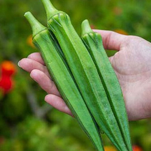Okra Seedling