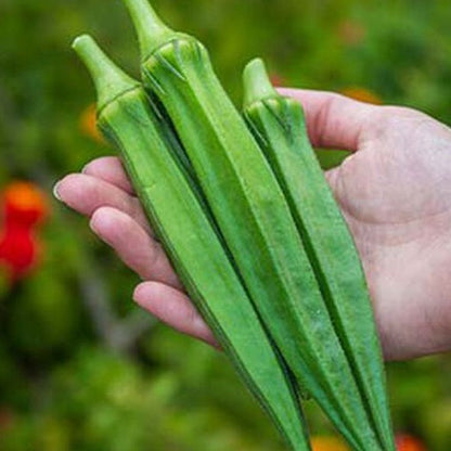Okra Seedling