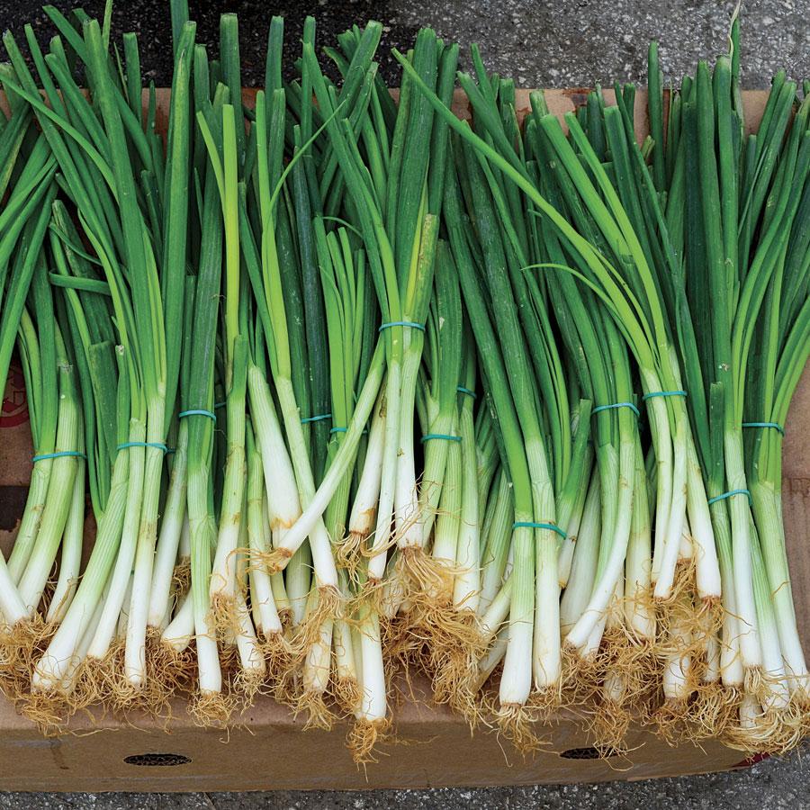 Green Onion Seedling