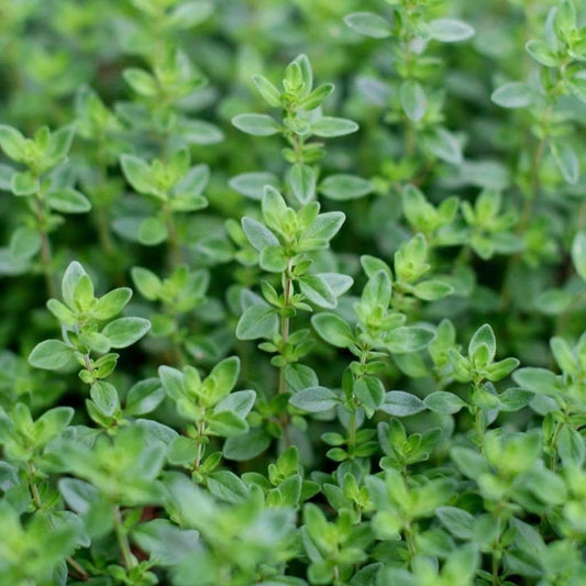 Thyme Seedling