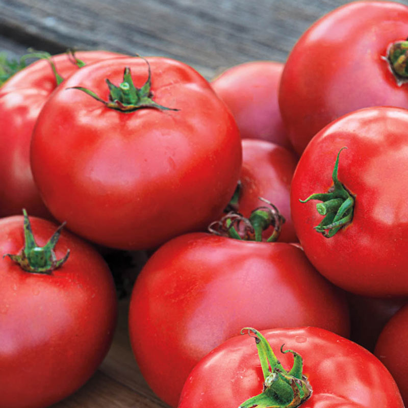 Tomato Seedling