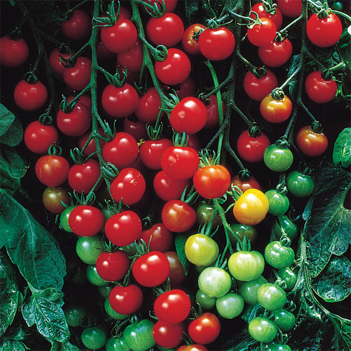 Tomato Seedling