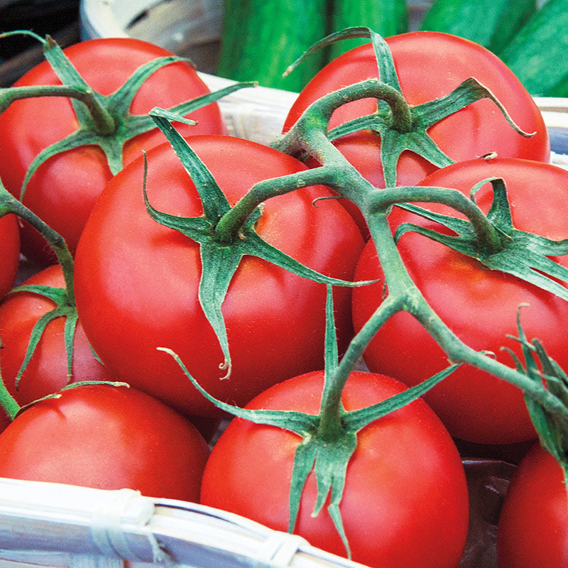 Tomato Seedling