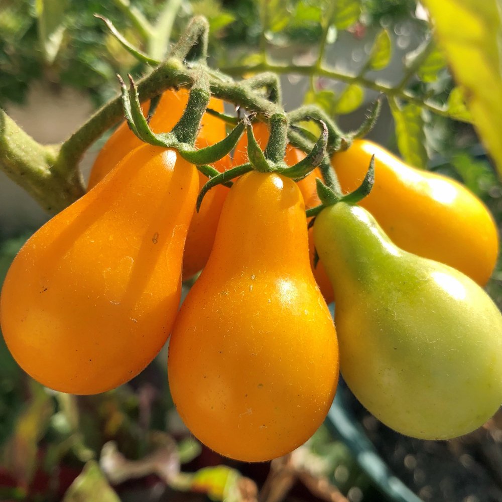 Tomato Seedling
