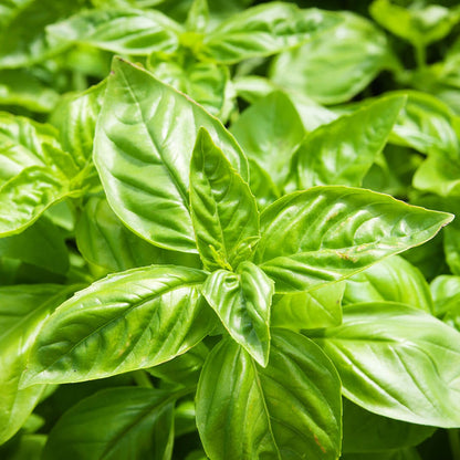 Basil