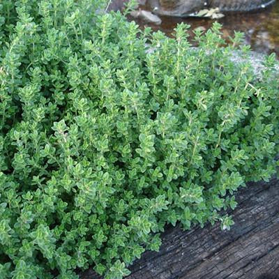 Thyme