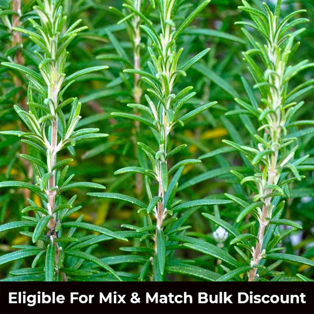 Rosemary